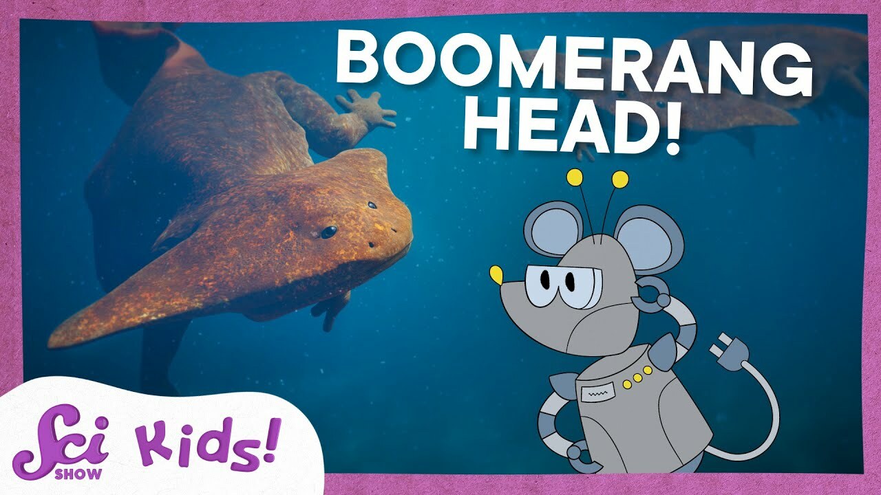 The Ancient Animal With a Boomerang Head! | SciShow Kids